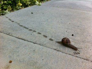 蜗牛足迹